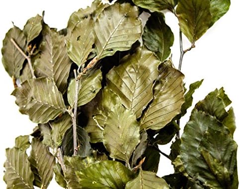 SuperMoss 12020 Dried Flowers Beech Green 35oz