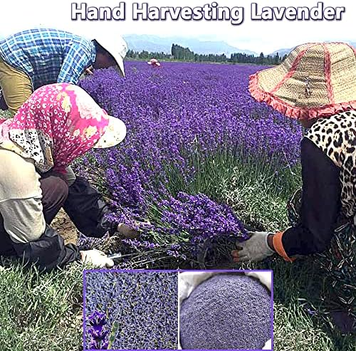 Dried Lavender Flowers Natural Fragrant Buds for Sachets and Closets