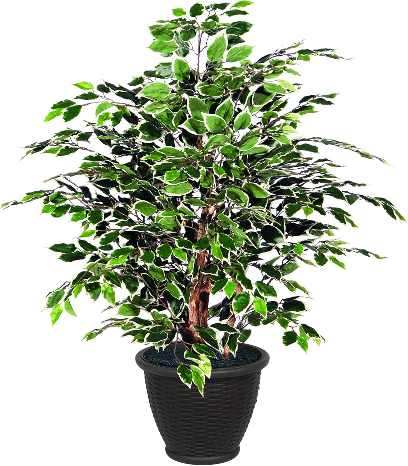Vickerman 4 Artificial Variegated Ficus Bush with Container
