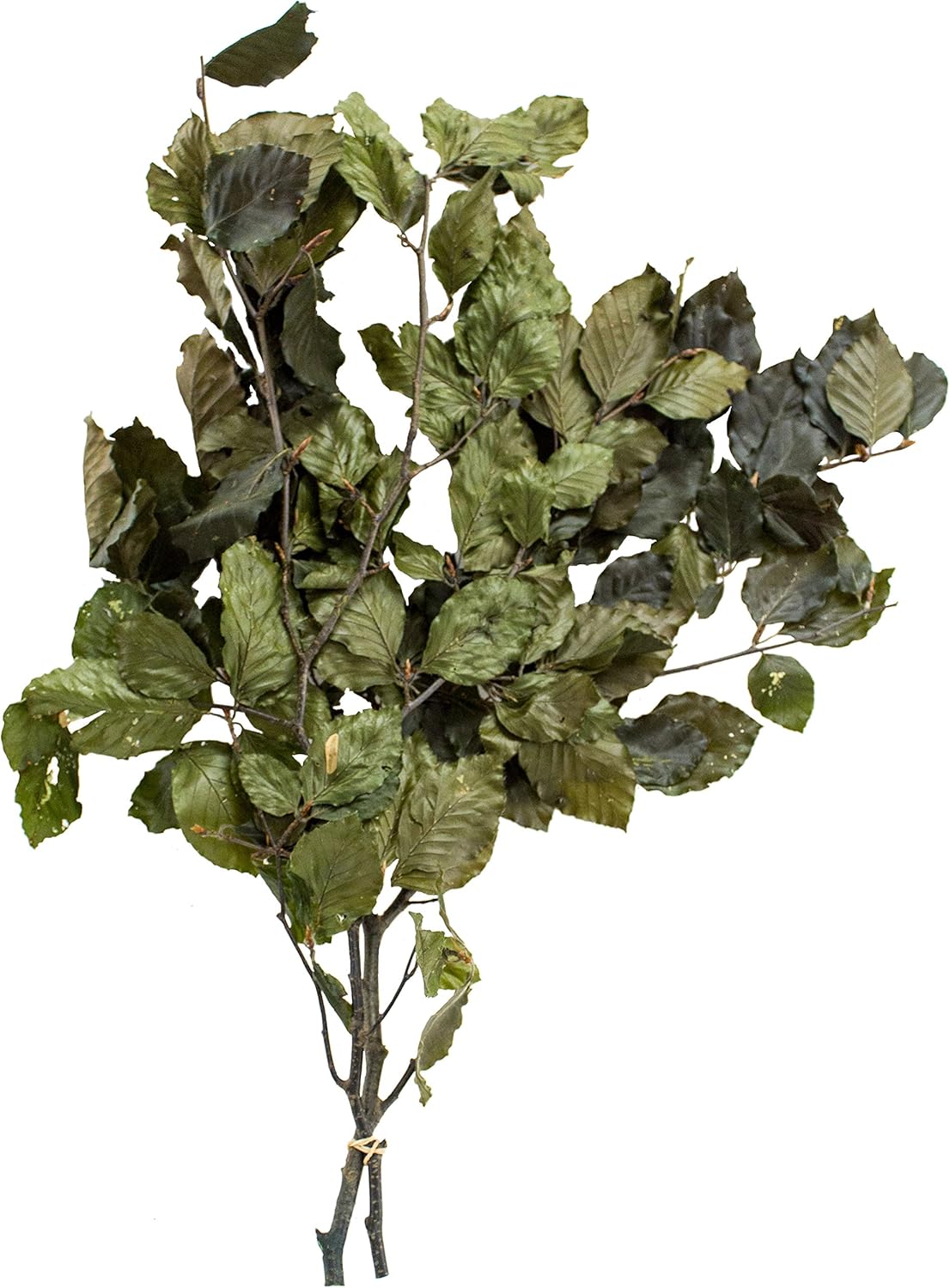 SuperMoss 12020 Dried Flowers Beech Green 35oz